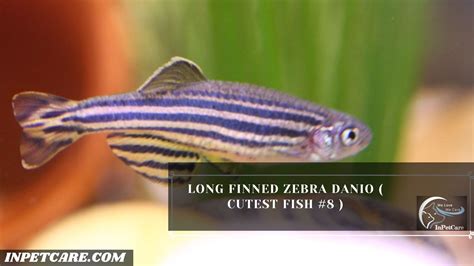 27 Cutest Fish For Aquarium (With Pictures) .